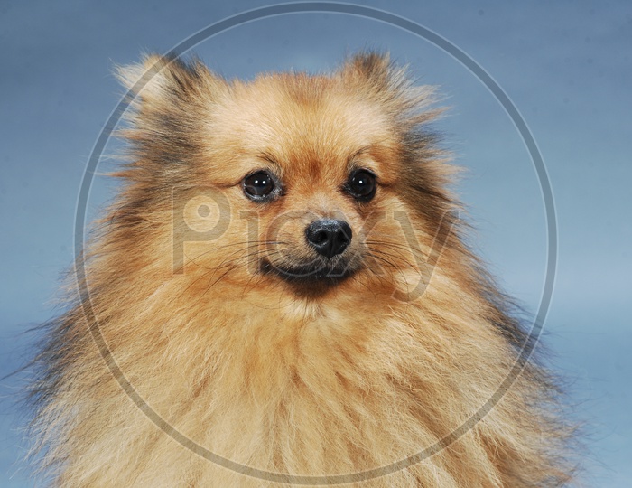 A German Spitz Mittel dog's head