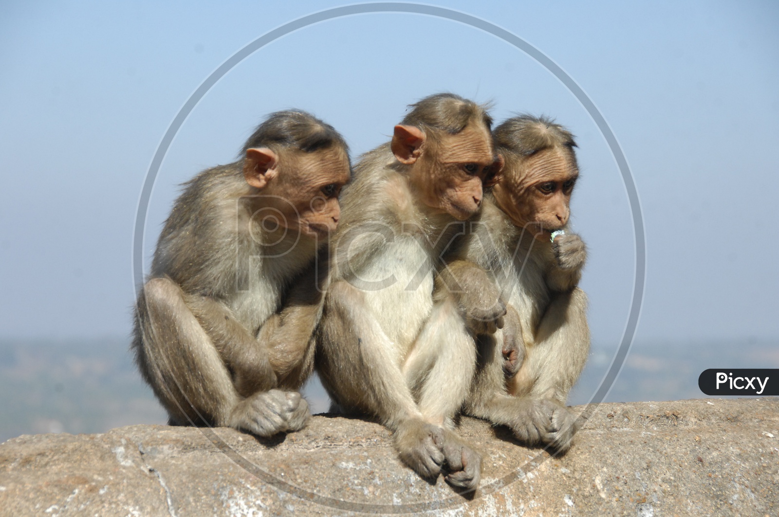 Macaques  Or Monkeys  Sitting on a wall