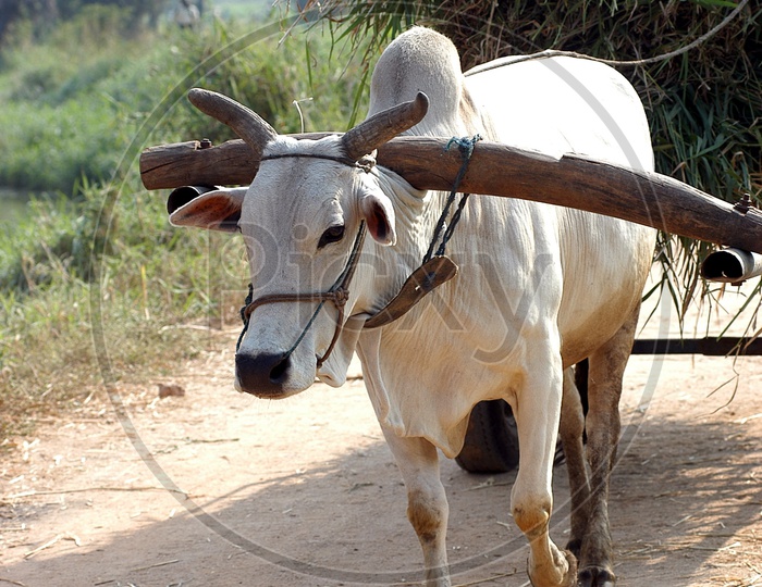 An ox carrying load on a cart