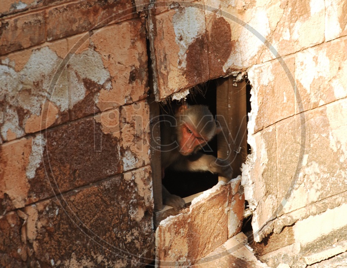 A Japanese Macaque looking out of the broken wall