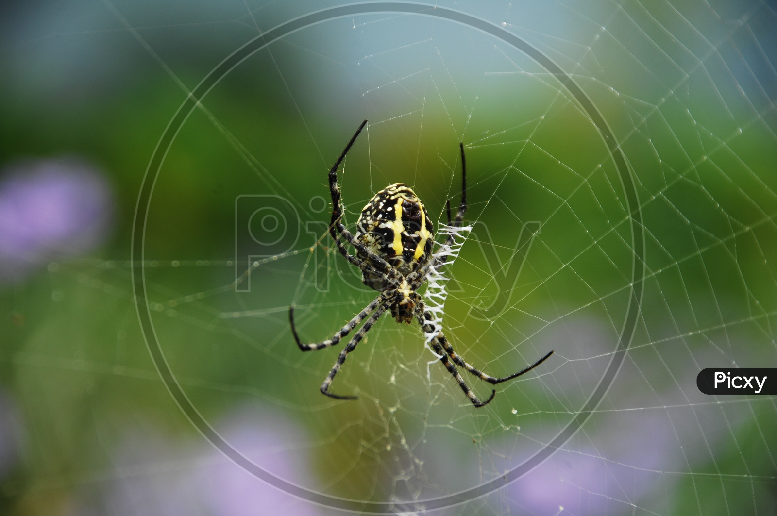A Spider weaving a web