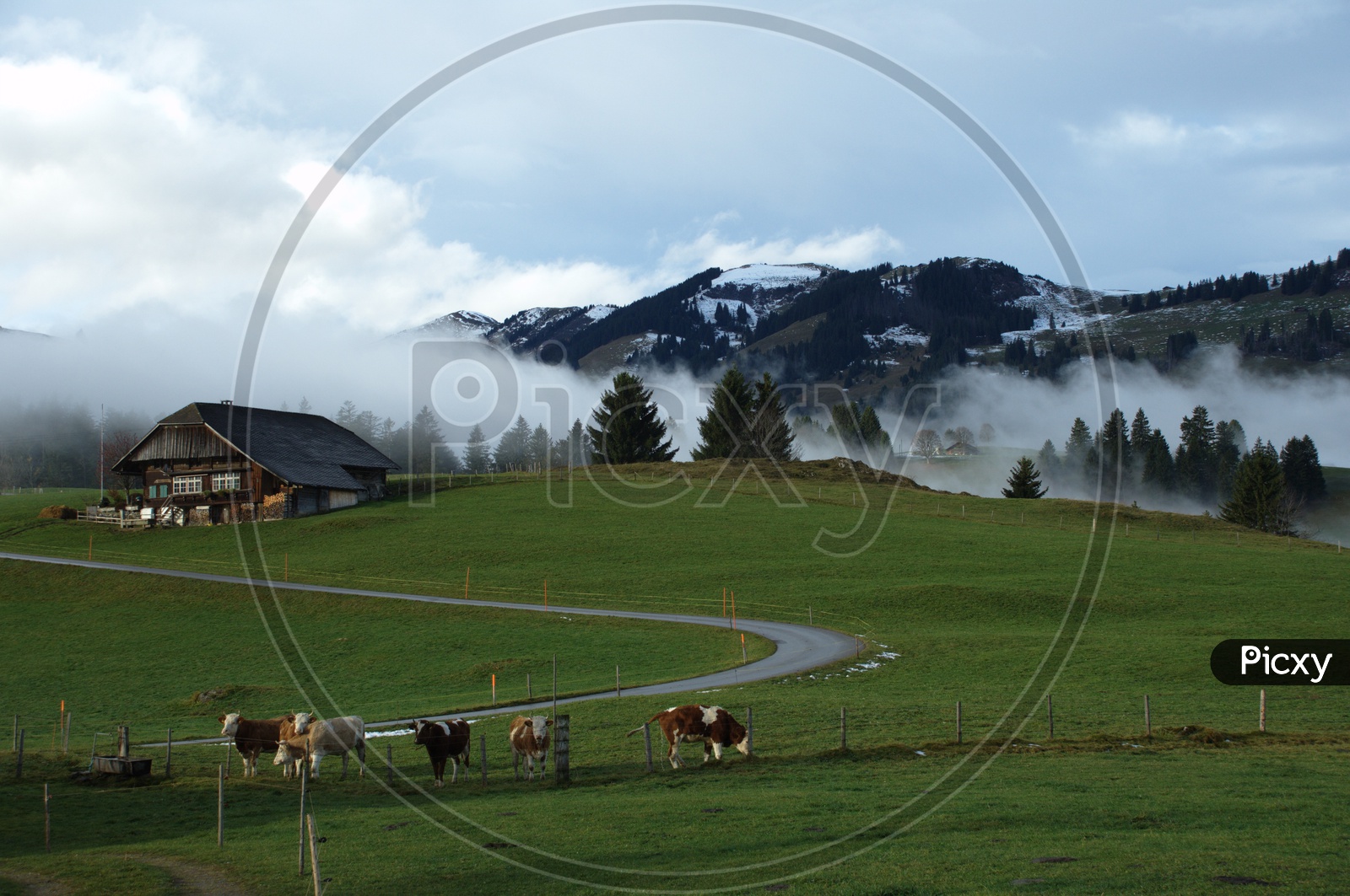 Cattle grazing in the field and mountains in the back