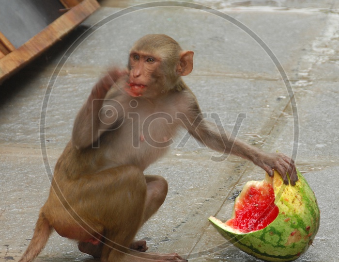 Indian Monkey Eating Watermelon