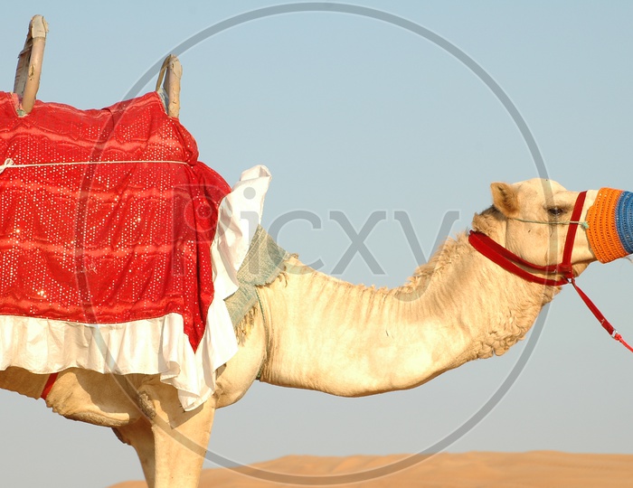 Decorated Camel for a ride in desert