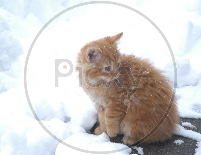 A idle hosico cat in the snow