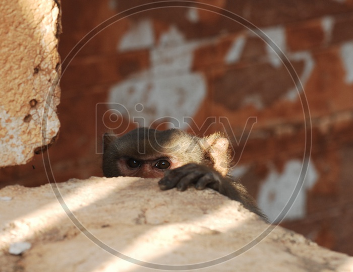 A Japanese Macaque peeping through the wall