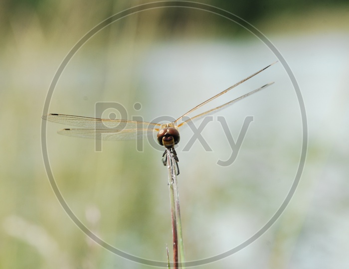 A Dragonfly on the grass
