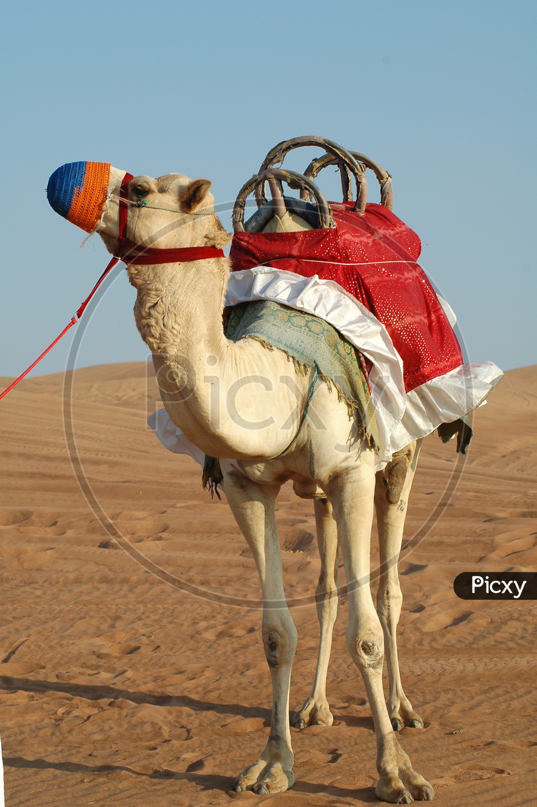 Decorated camel for a ride in the desert
