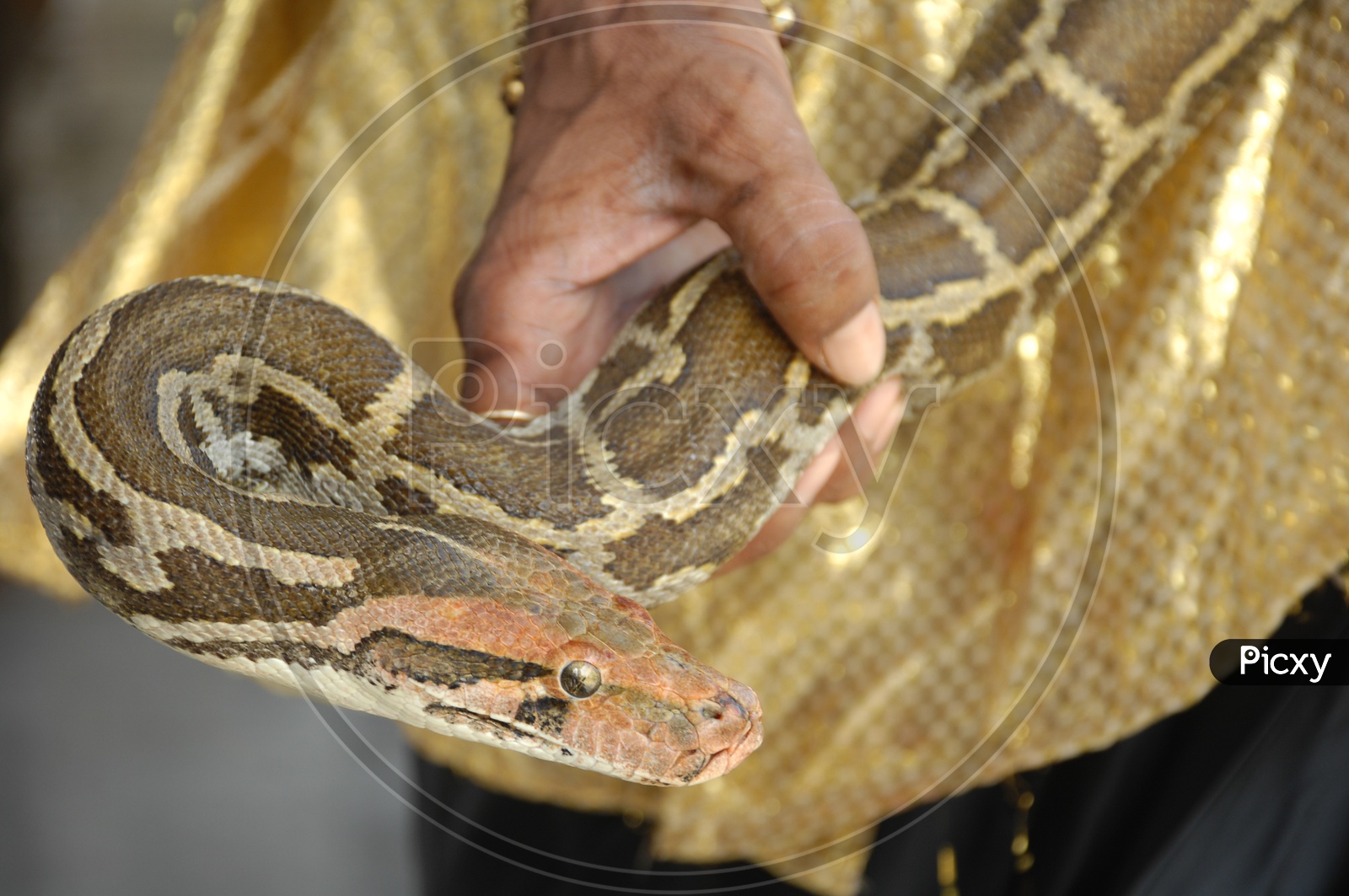 Man holding a Python