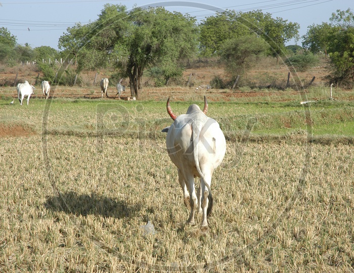 a cow moving in an agricultural land