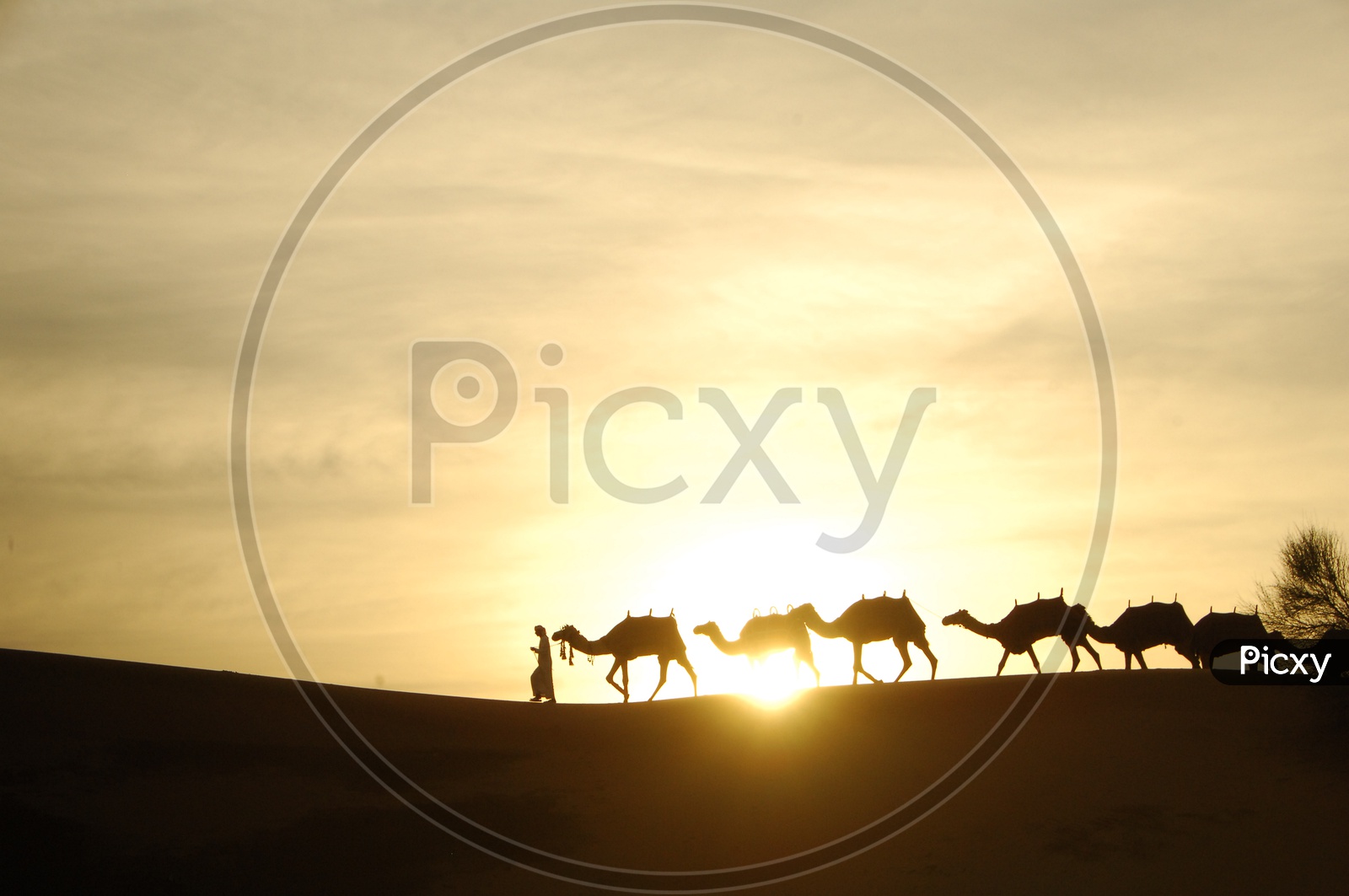 silhouette of a man and camels moving in a desert