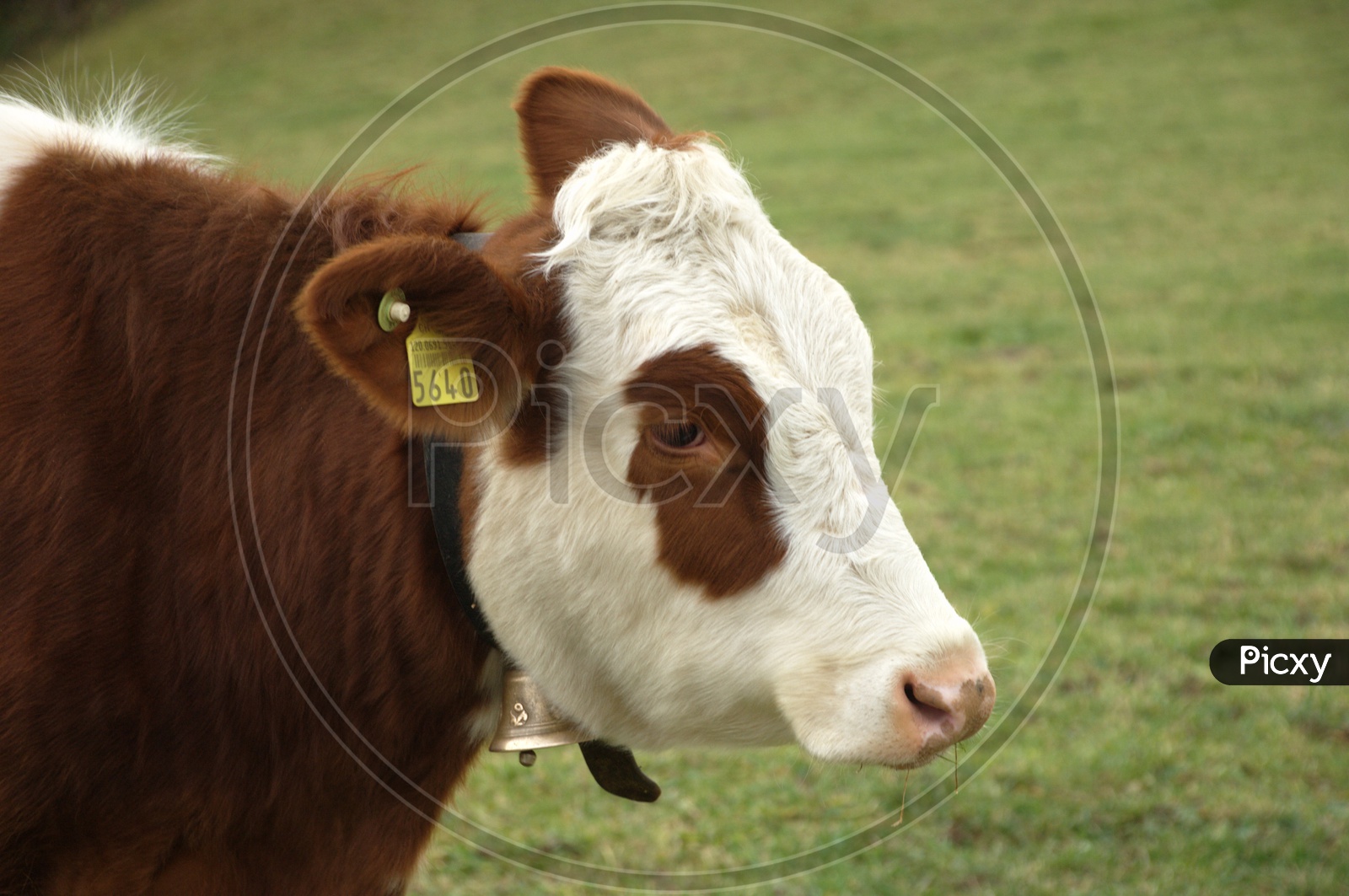 A white and brown coloured cow with tags on the ears