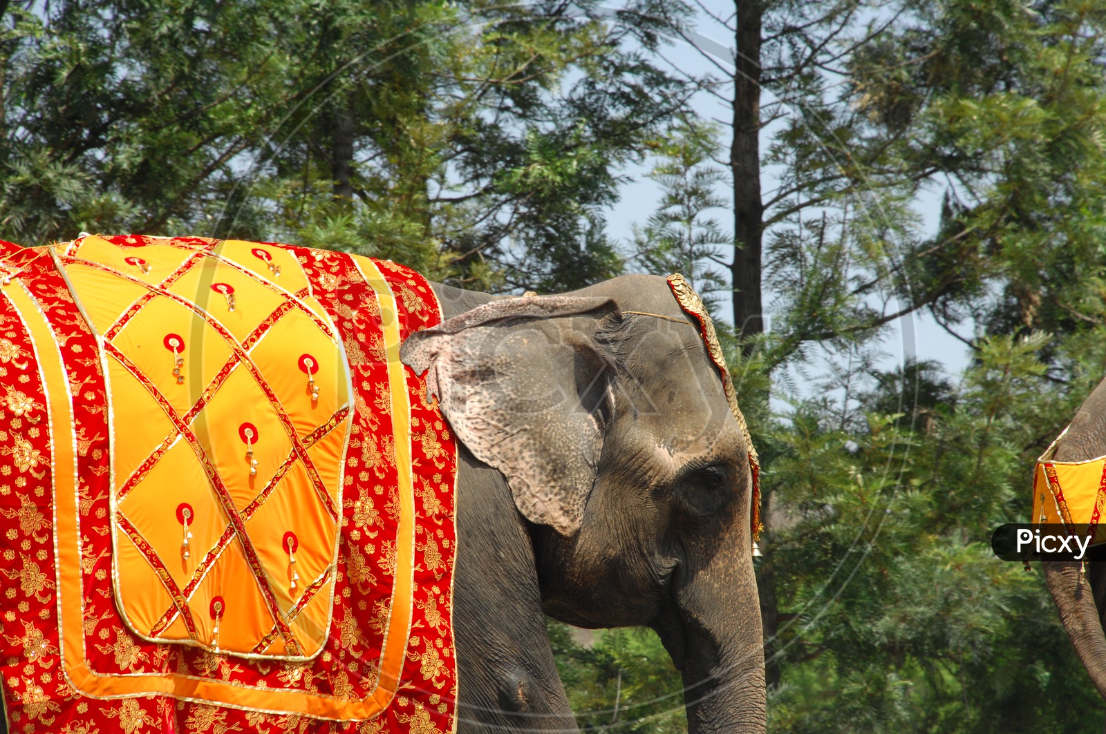 A Decorated Elephant