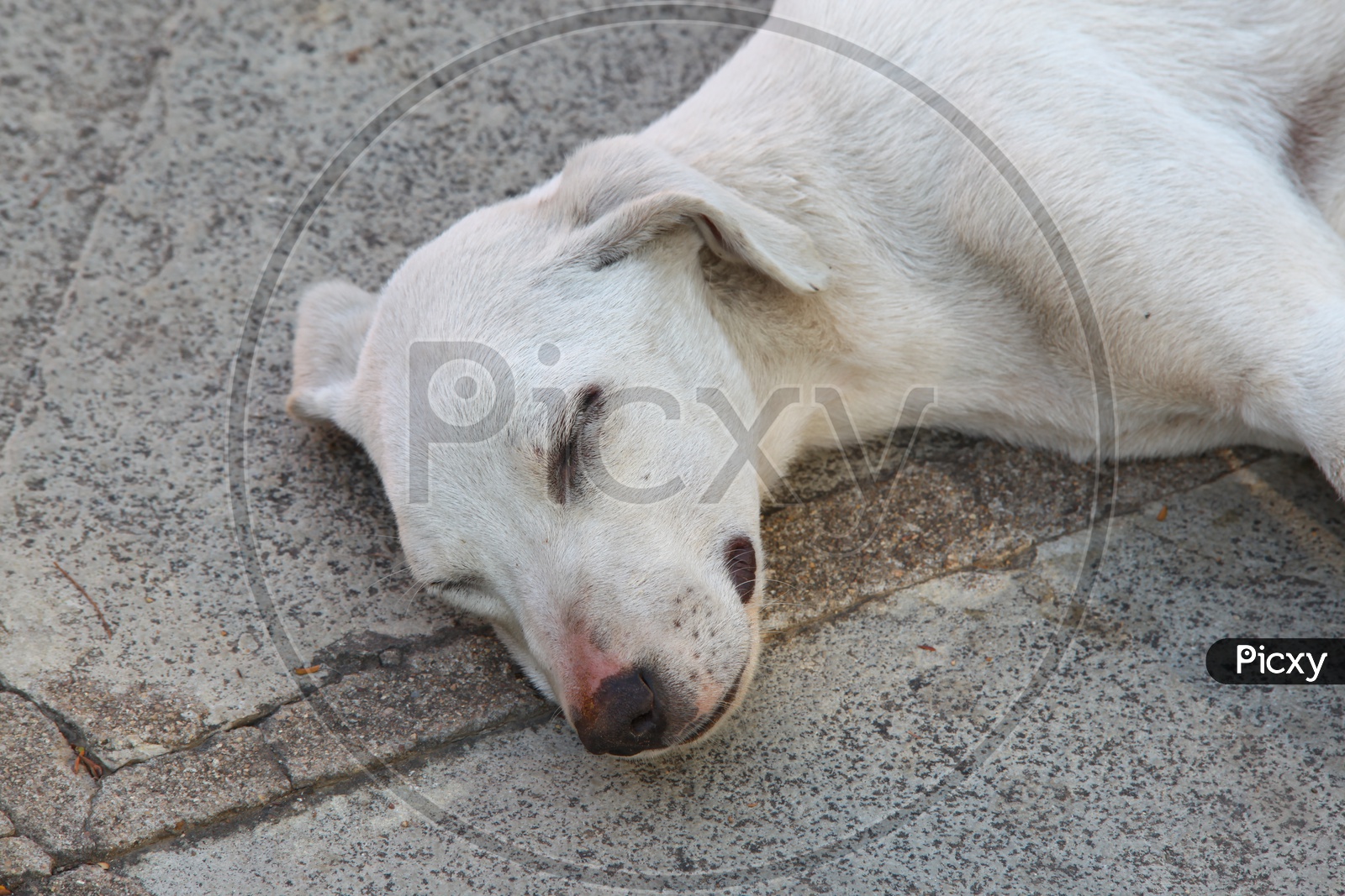 A stray dog sleeping on the floor