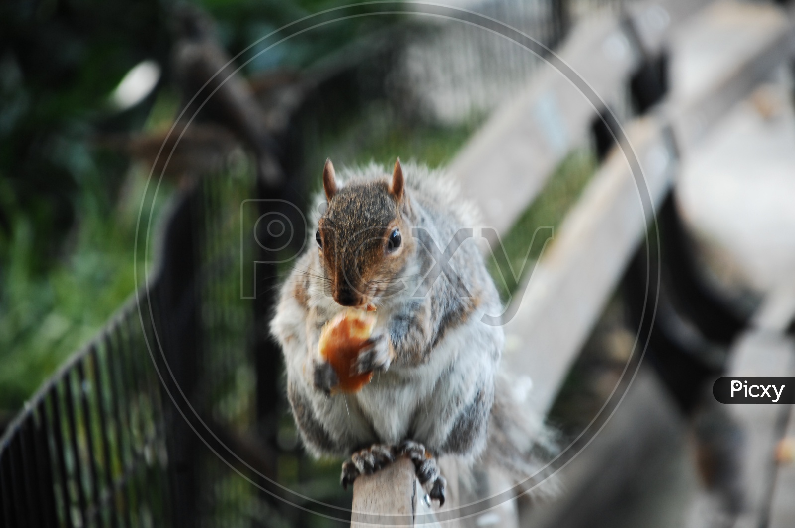 A Squirrel eating a lemon slice