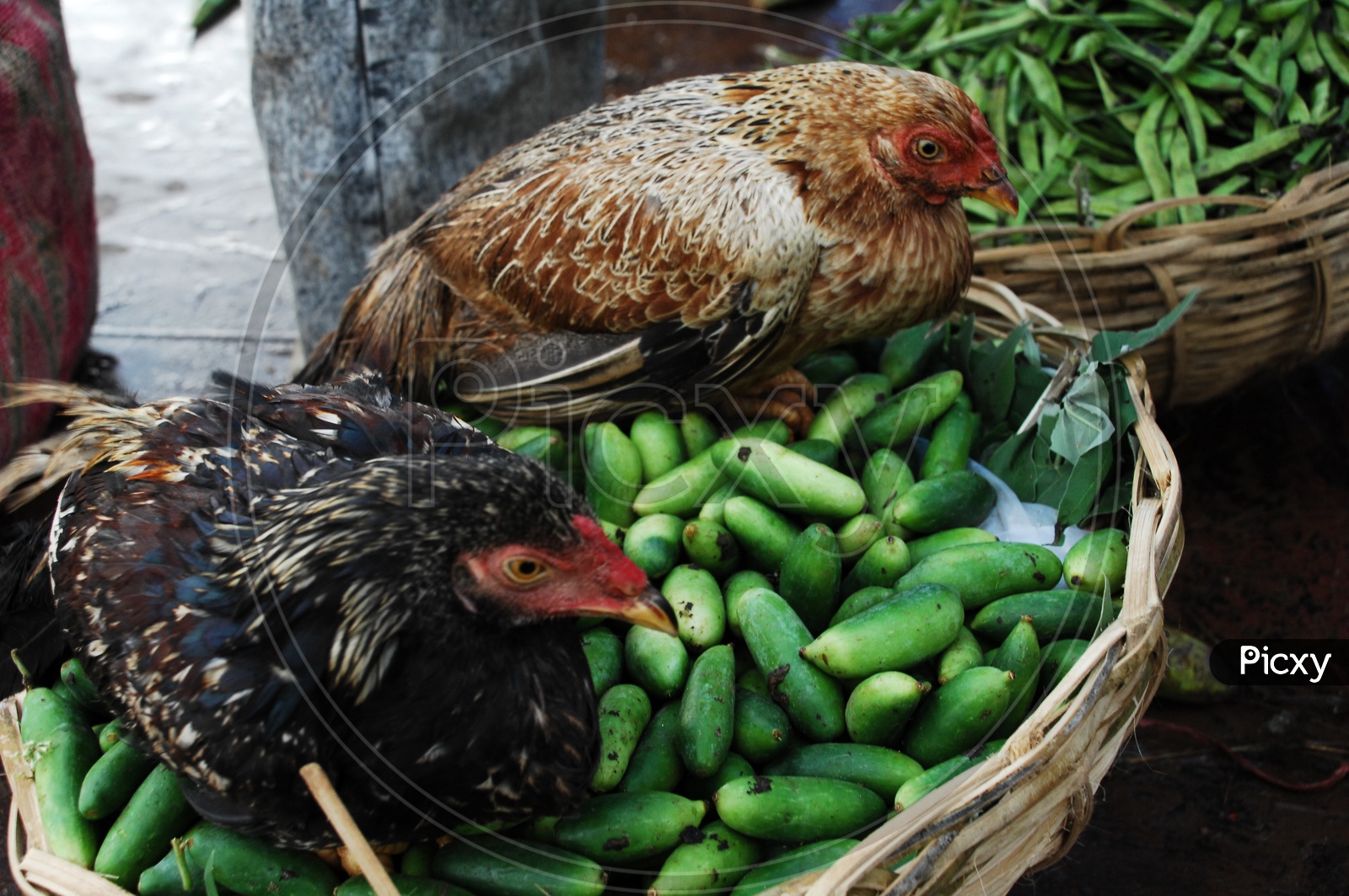 Image of Indian Cock Or Hen in a Vegetable Basket-OM738134-Picxy