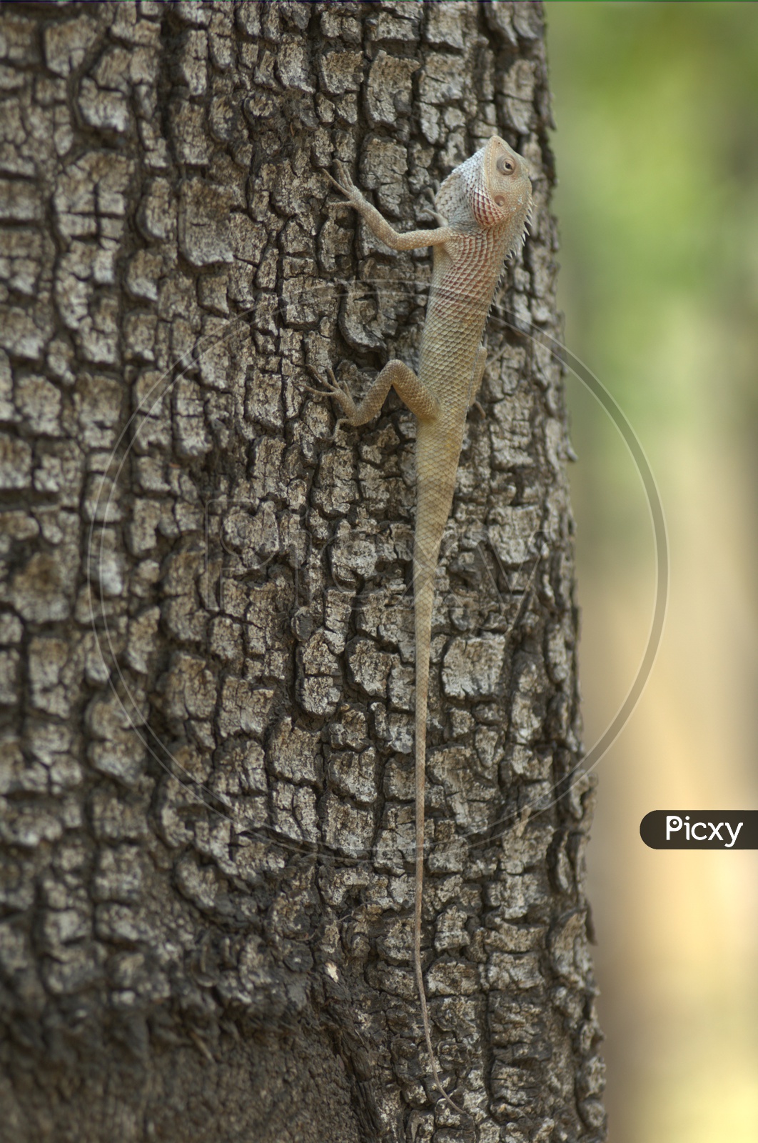 Garden Lizard  or bearded Dragon Lizard on a Tree
