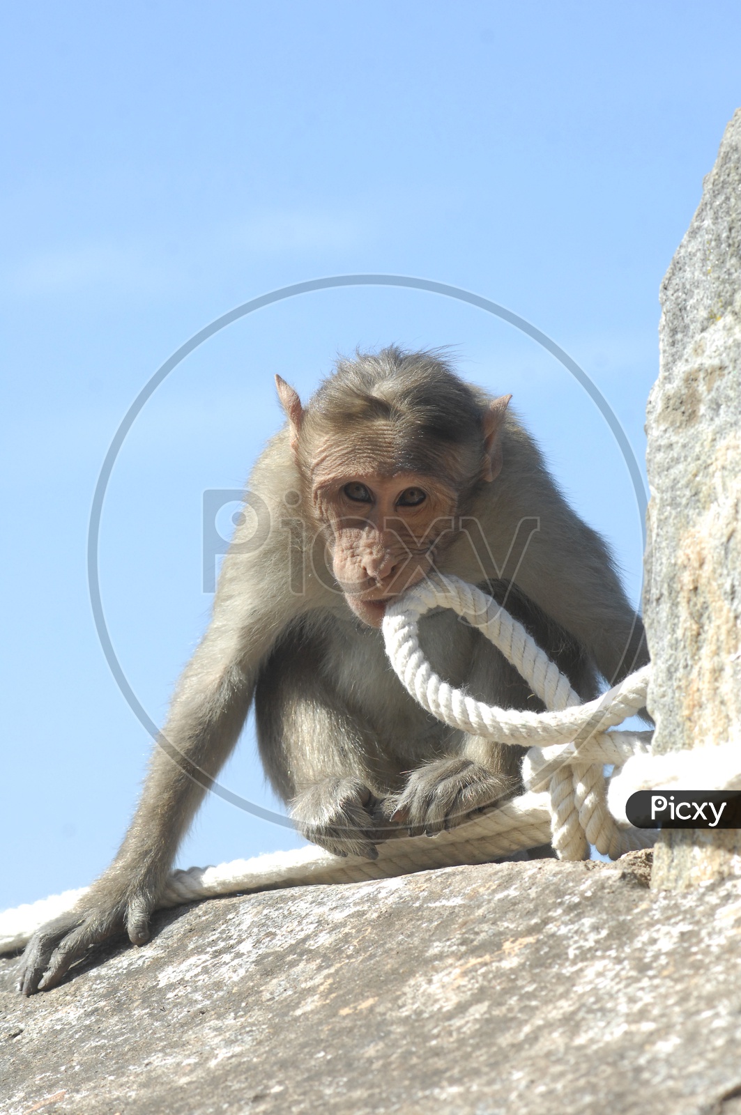 Macaque Or Monkey Sitting on a wall