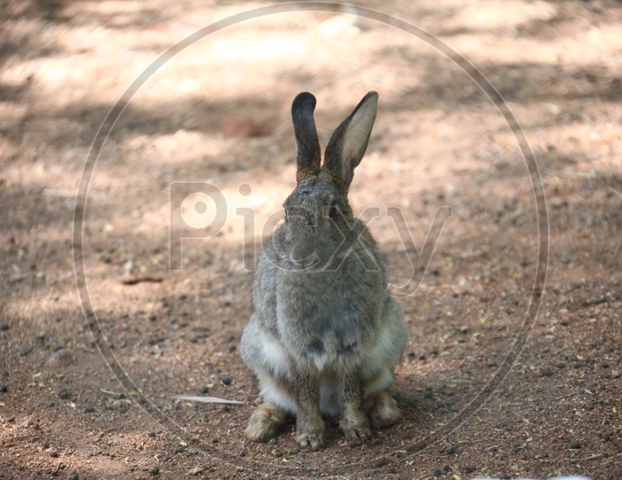 A Domestic Rabbit on the ground