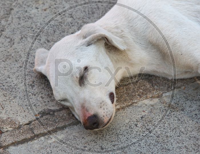 A stray dog sleeping on the floor