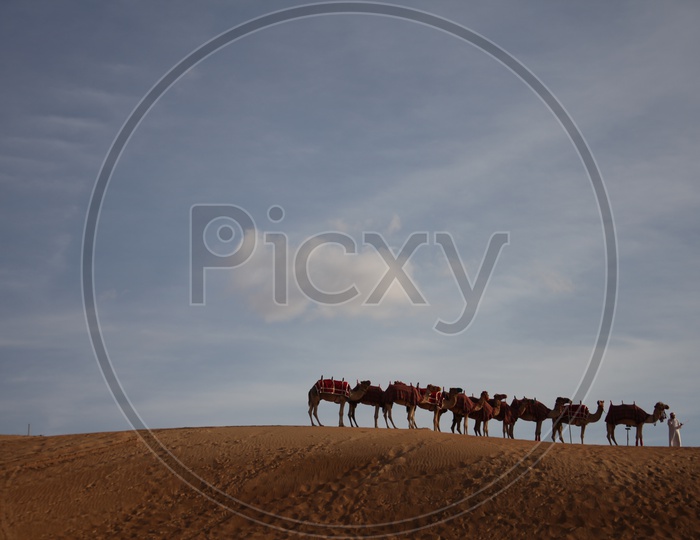 group of idle camels and a person in a desert