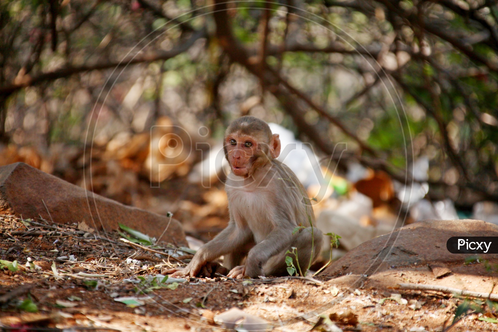 Indian Young Monkey or Macaque