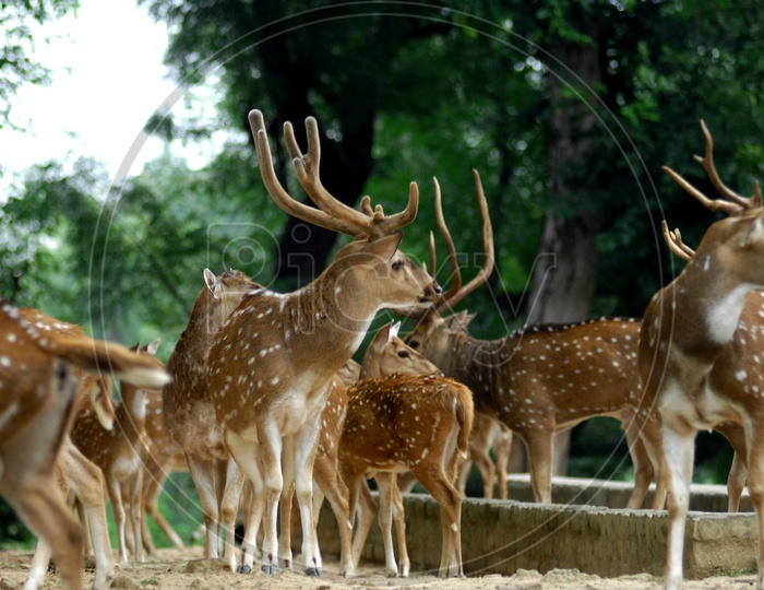 A herd of white tailed deers
