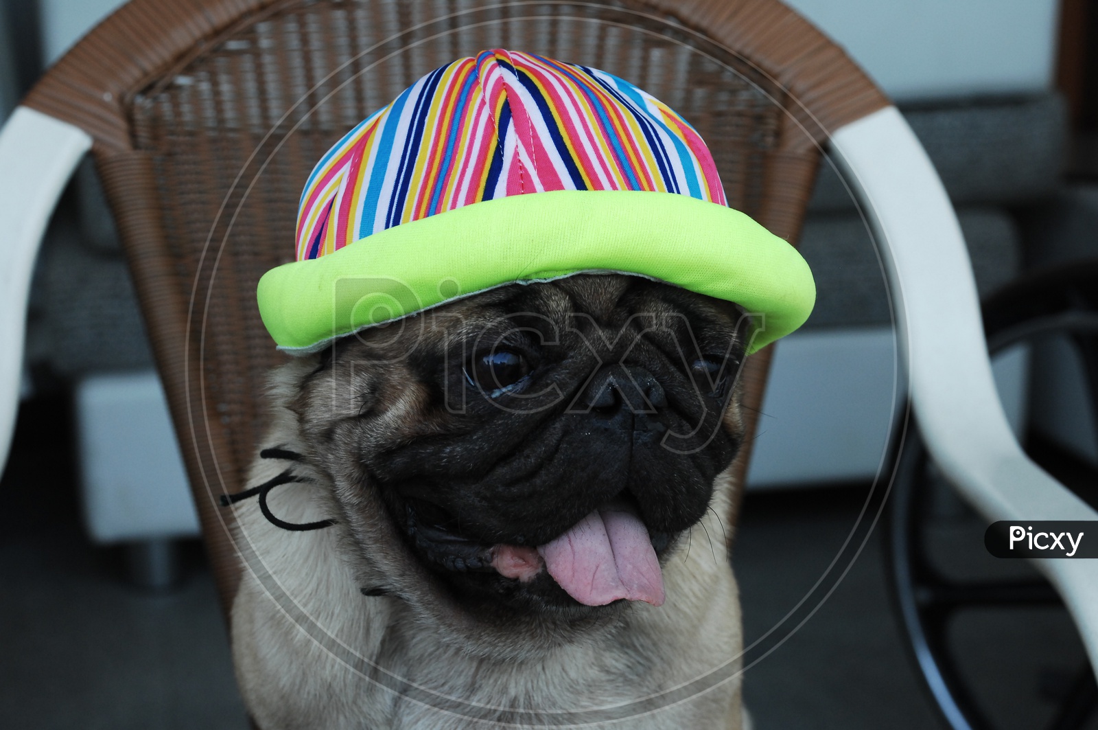A Pug dog wearing a hat