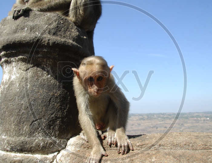 Macaques Or Monkeys Sitting on wall