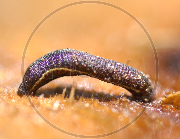 A Black Larva T o be Caterpillar