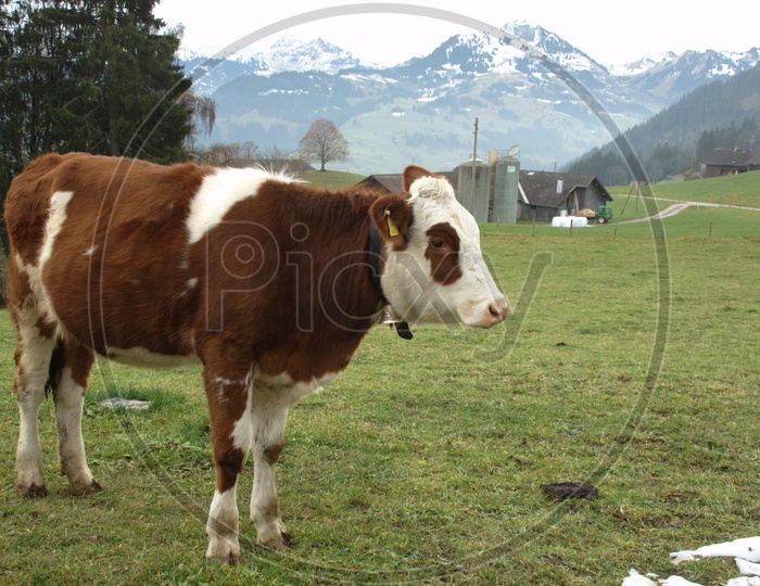 a cow in an open green area with mountains in the back