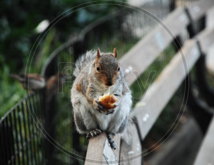 A Squirrel eating a nut on the bench
