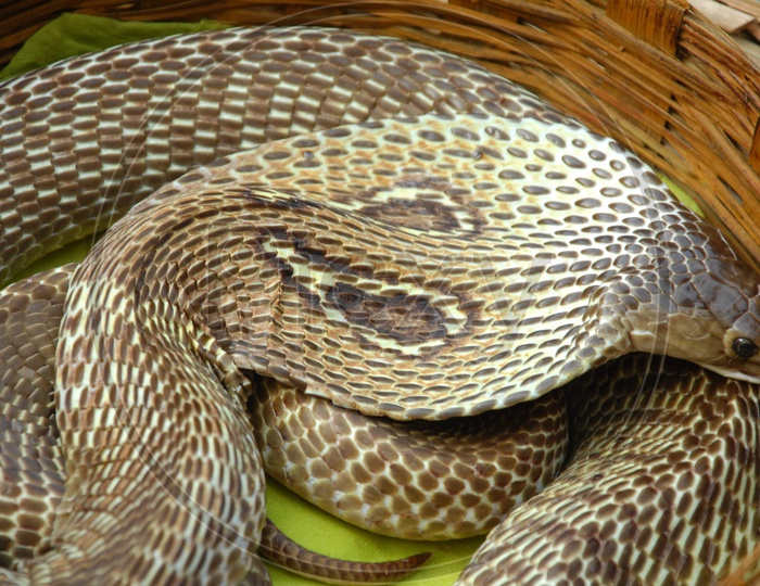 An Indian Cobra with its hood