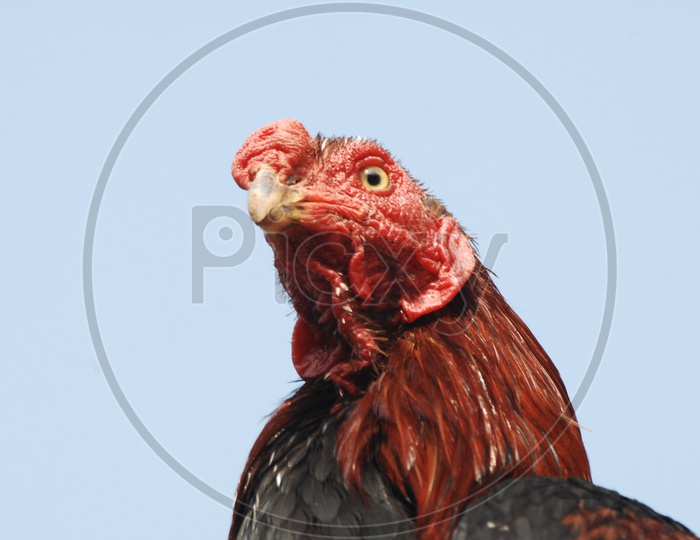 A Rooster's head