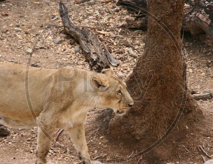 An African Lioness