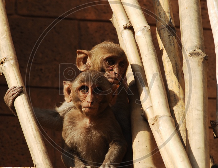 An Young Macaques Or Monkeys