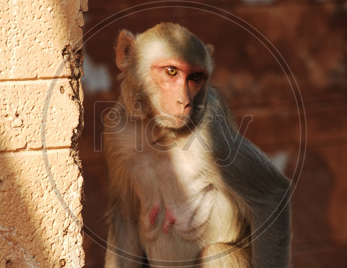 A Japanese Macaque