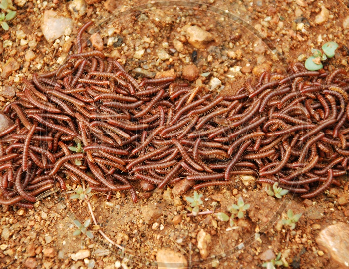 Red Millipede Group