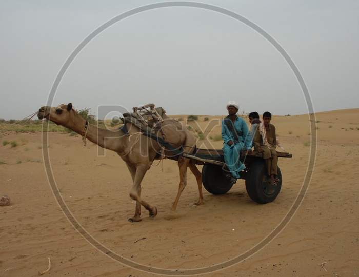 camel cart carrying people in a desert