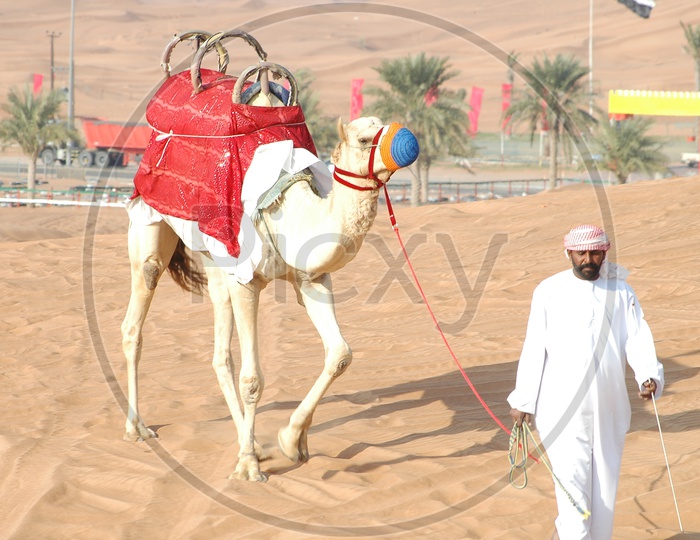 Camel led by a man in the desert