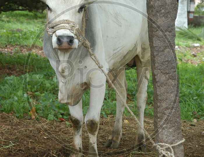 cow tied with a rope to a stone