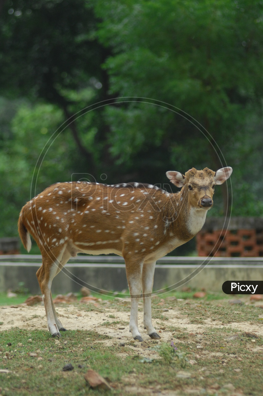 Image of DEER-AW086667-Picxy