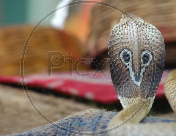 Indian Cobra with its hood opened