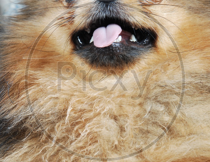 A German Spitz Mittel dog's face