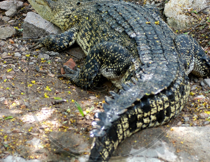 Crocodile on the ground