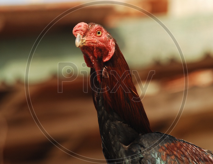 Indian Red Cock Or Hen