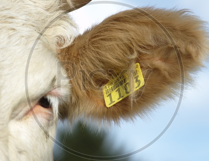 a cow with a tag in the ear