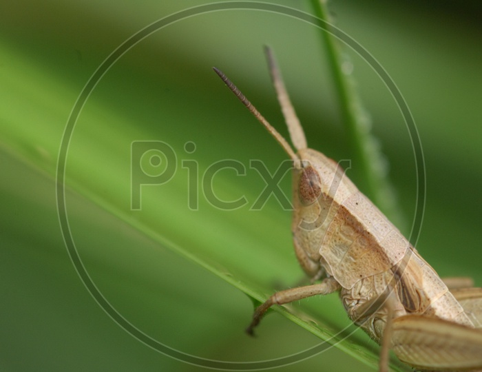 A Cricket On a Leaf