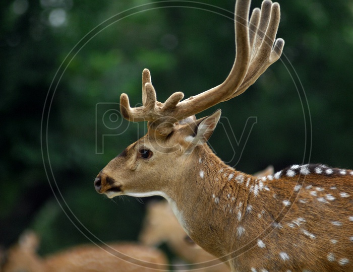 A White tailed deer