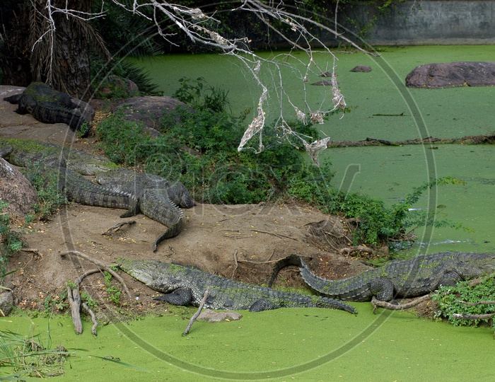 Crocodiles in the water covered with moss